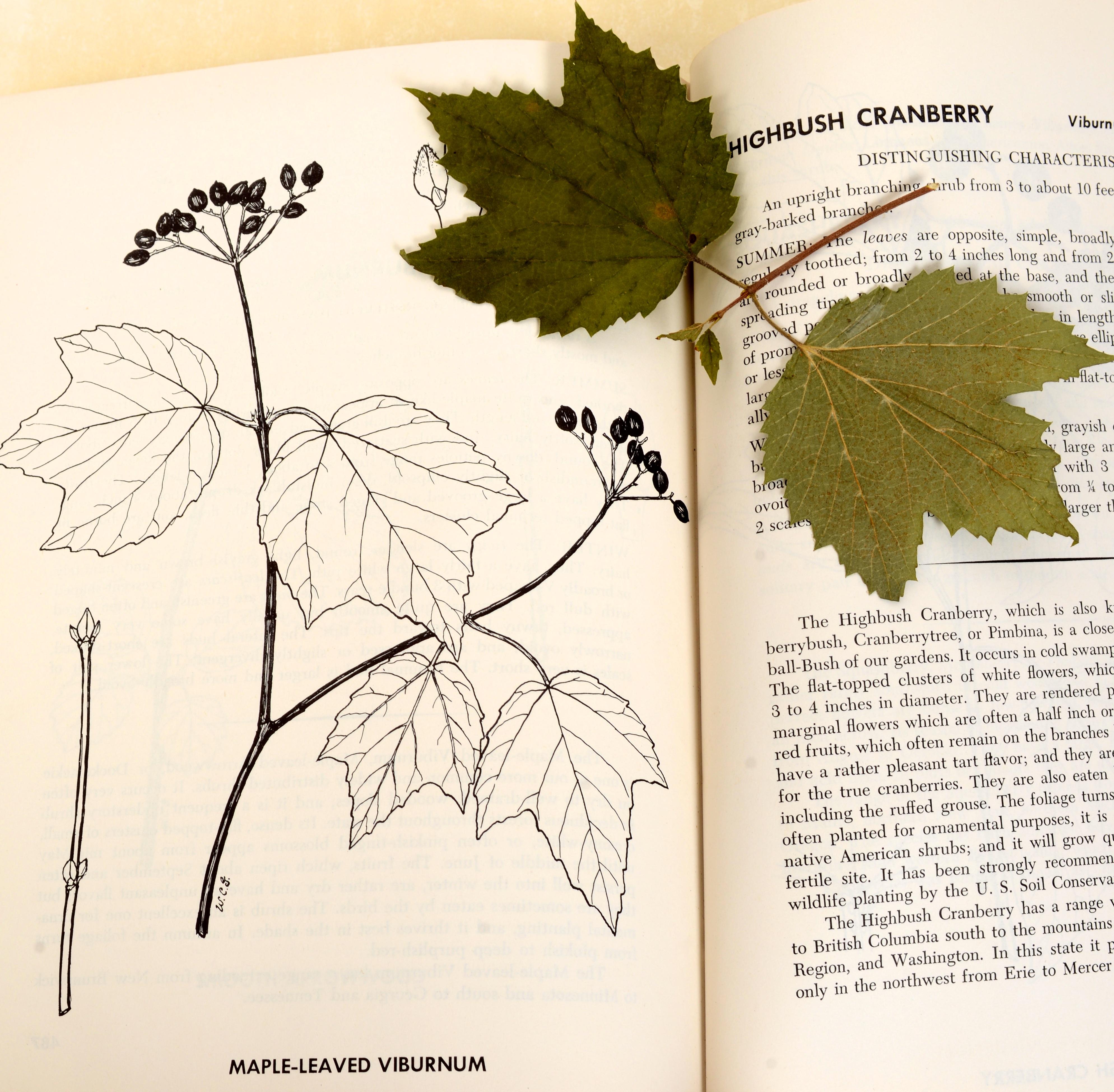 2 Bände, Set: Buch der Bäume und Buch der Sträucher, von William Carey Grimm, 1. Auflage im Angebot 1