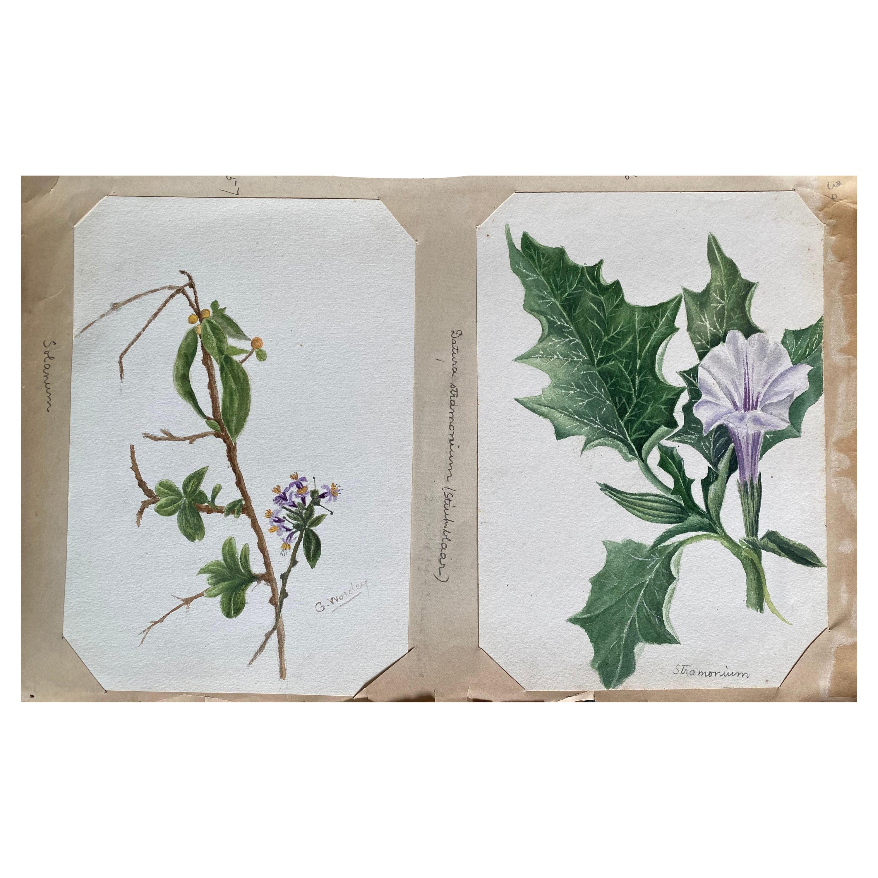 2 x feines antikes britisches Botanisches Aquarellgemälde, um 1900
