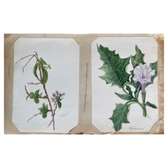 2 x feines antikes britisches Botanisches Aquarellgemälde, um 1900