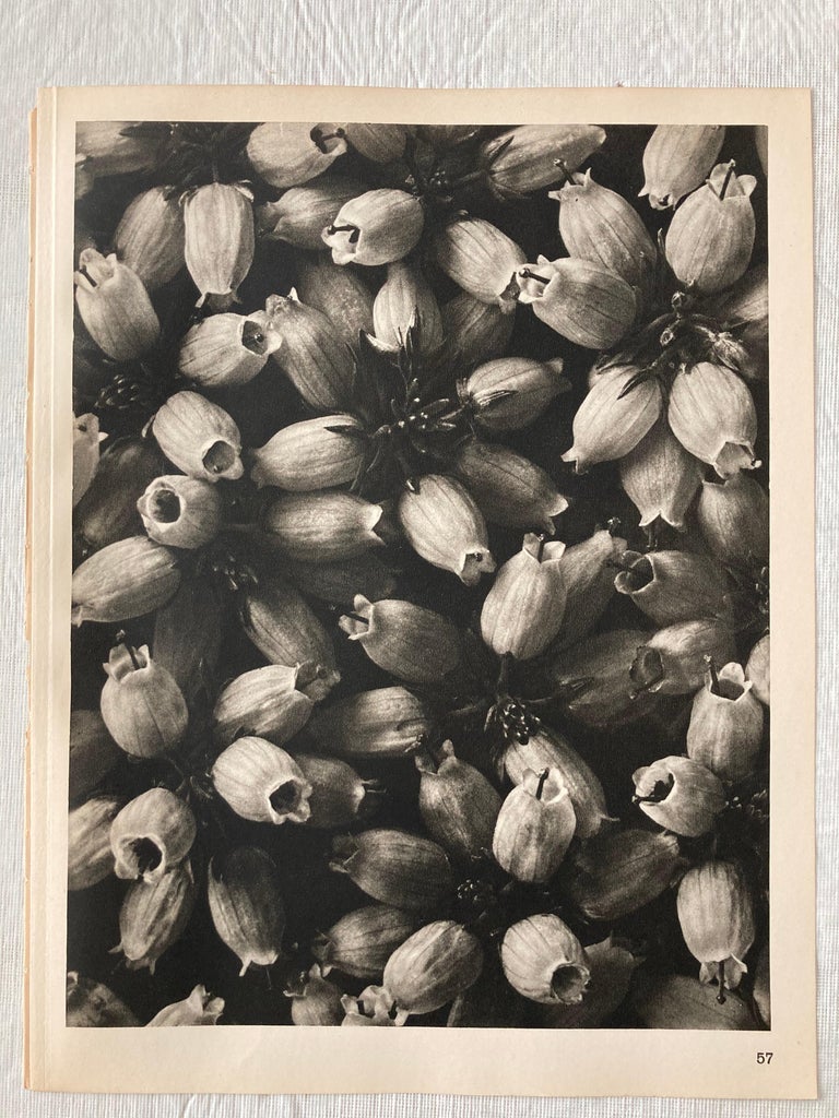 20 Karl Blossfeldt Photogravures Wundergarten der Natur