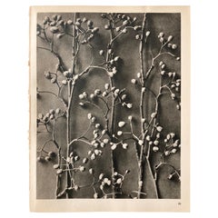20 Karl Blossfeldt Photogravures Wundergarten der Natur, 1932