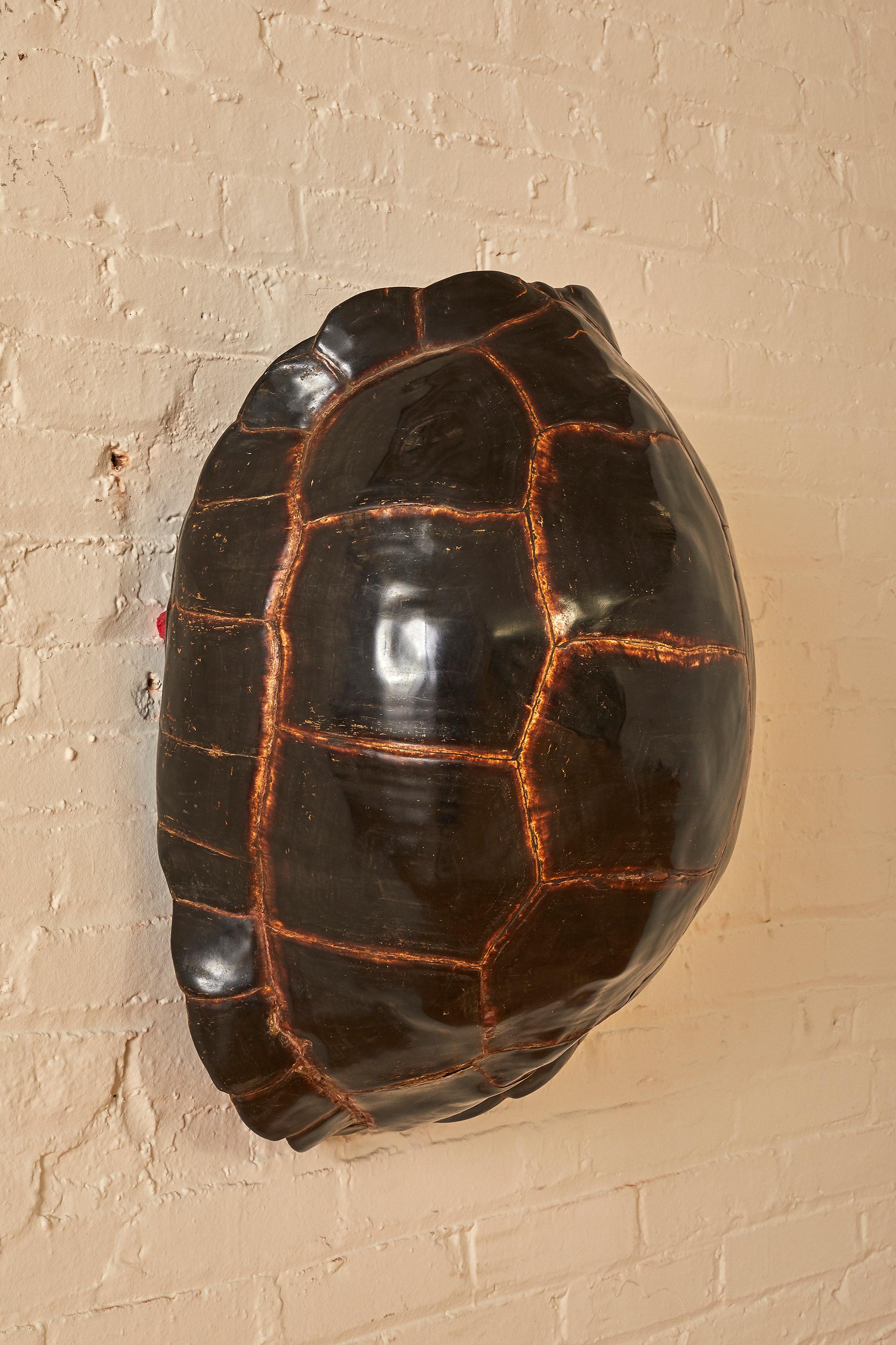 200 Year Old tortoise shell. 

