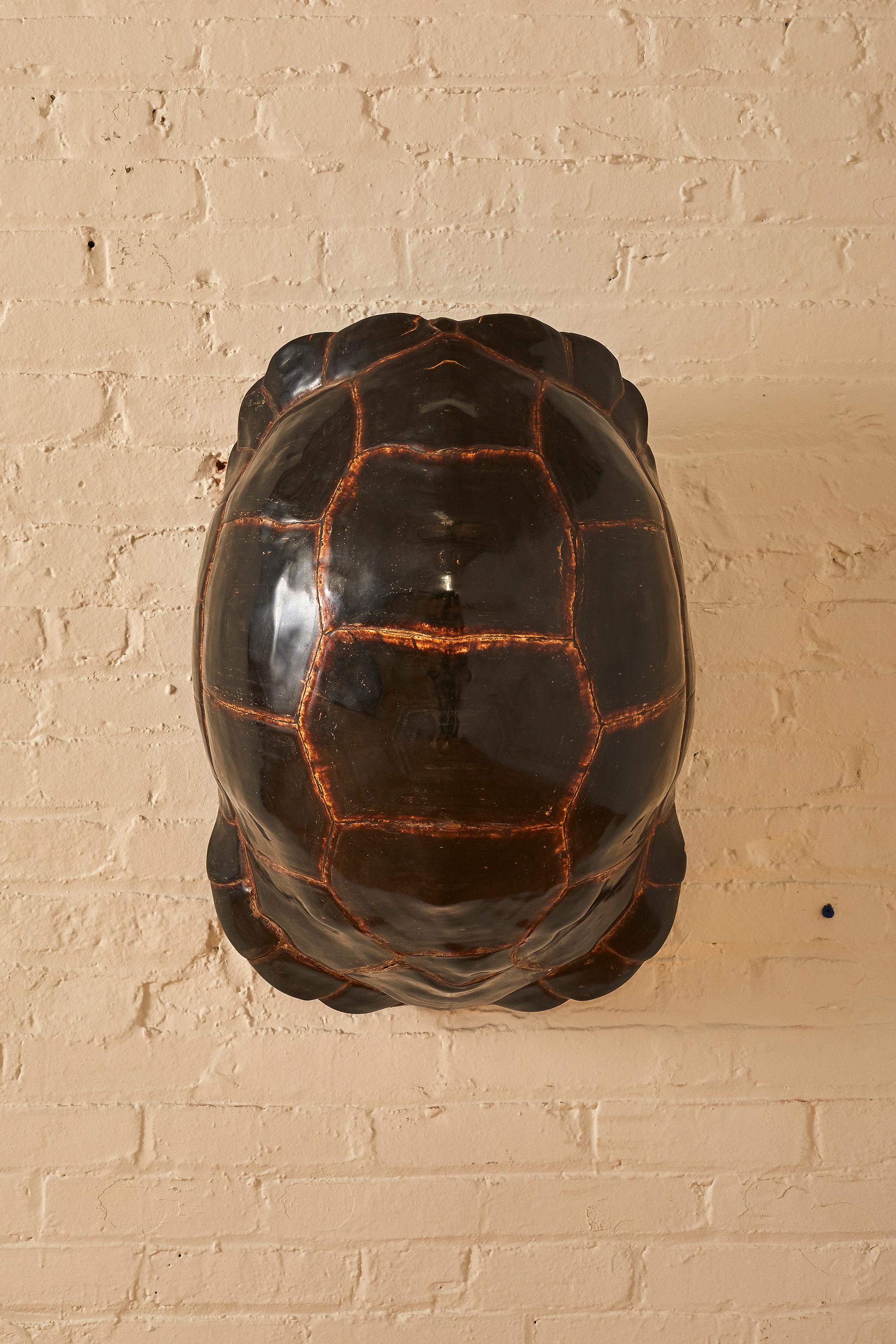 Unknown 200 Year Old Tortoise Shell
