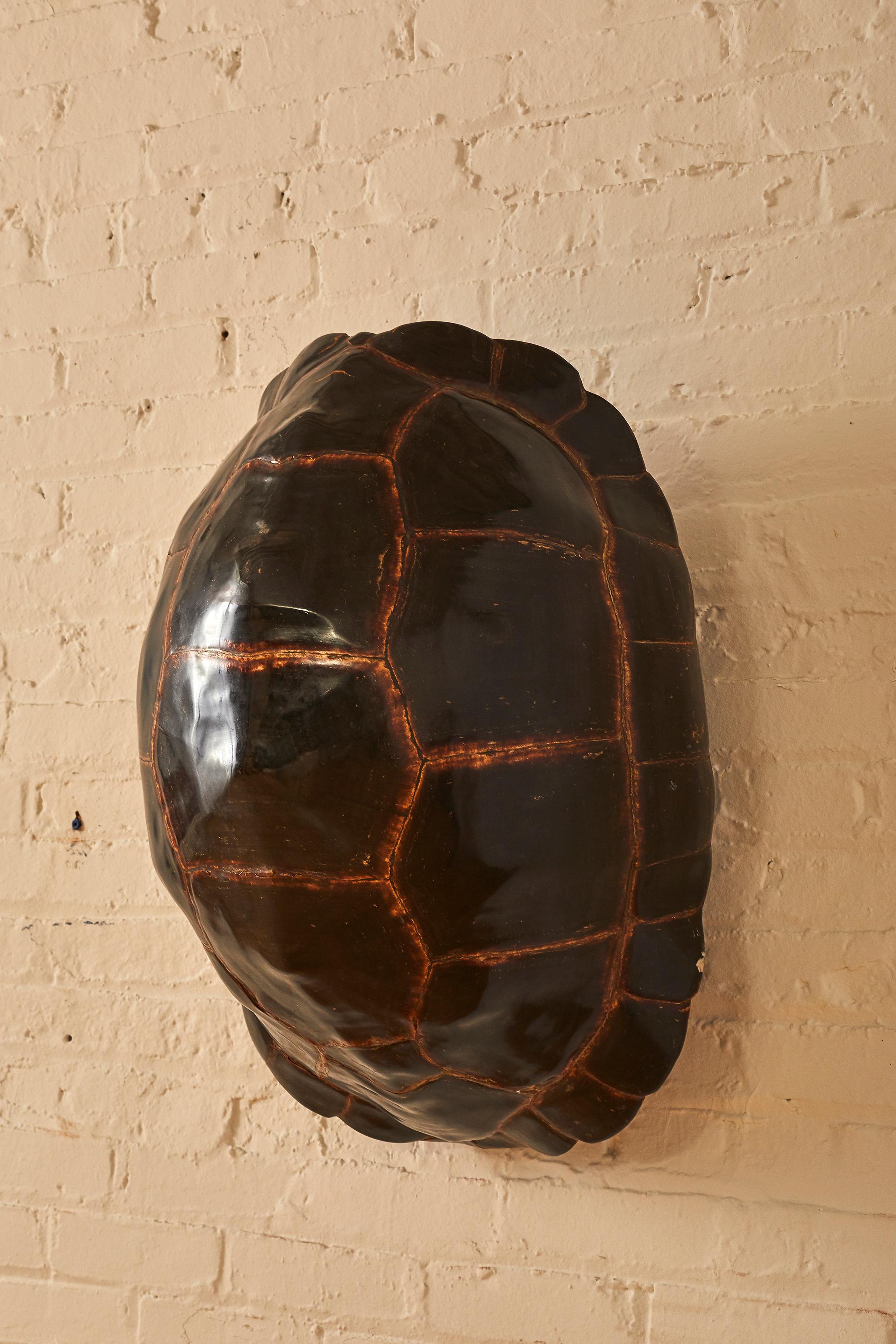 200 Year Old Tortoise Shell In Good Condition In Long Island City, NY