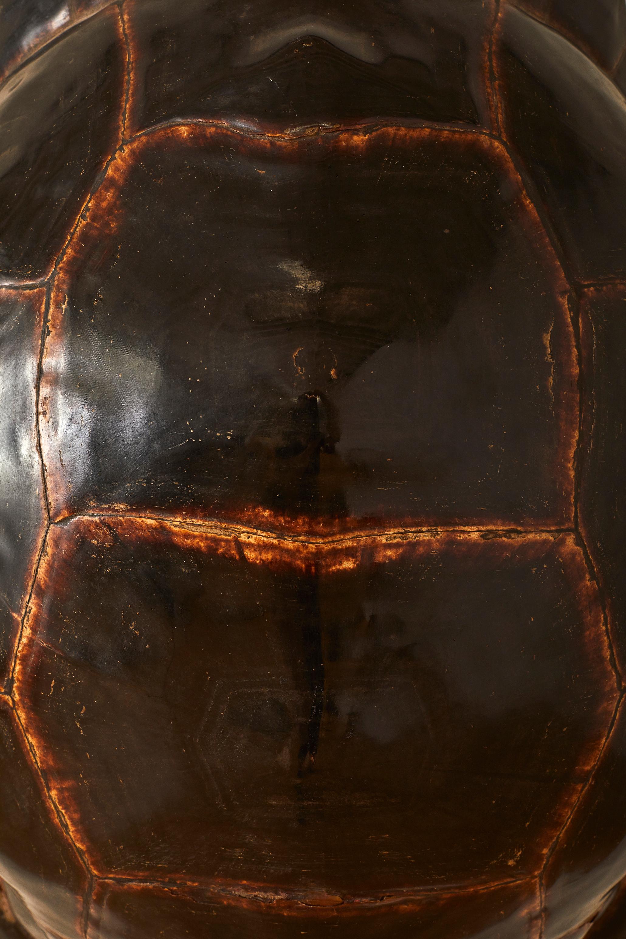 19th Century 200 Year Old Tortoise Shell