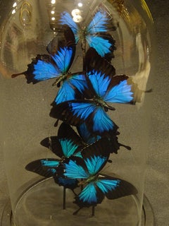 2019 Blaue Schmetterlinge Papilio Ulysses in einem Cristal Dome