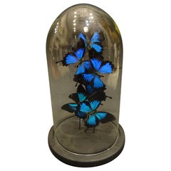 2019 Blue Butterflies Papilio Ulysses in a Cristal Dome