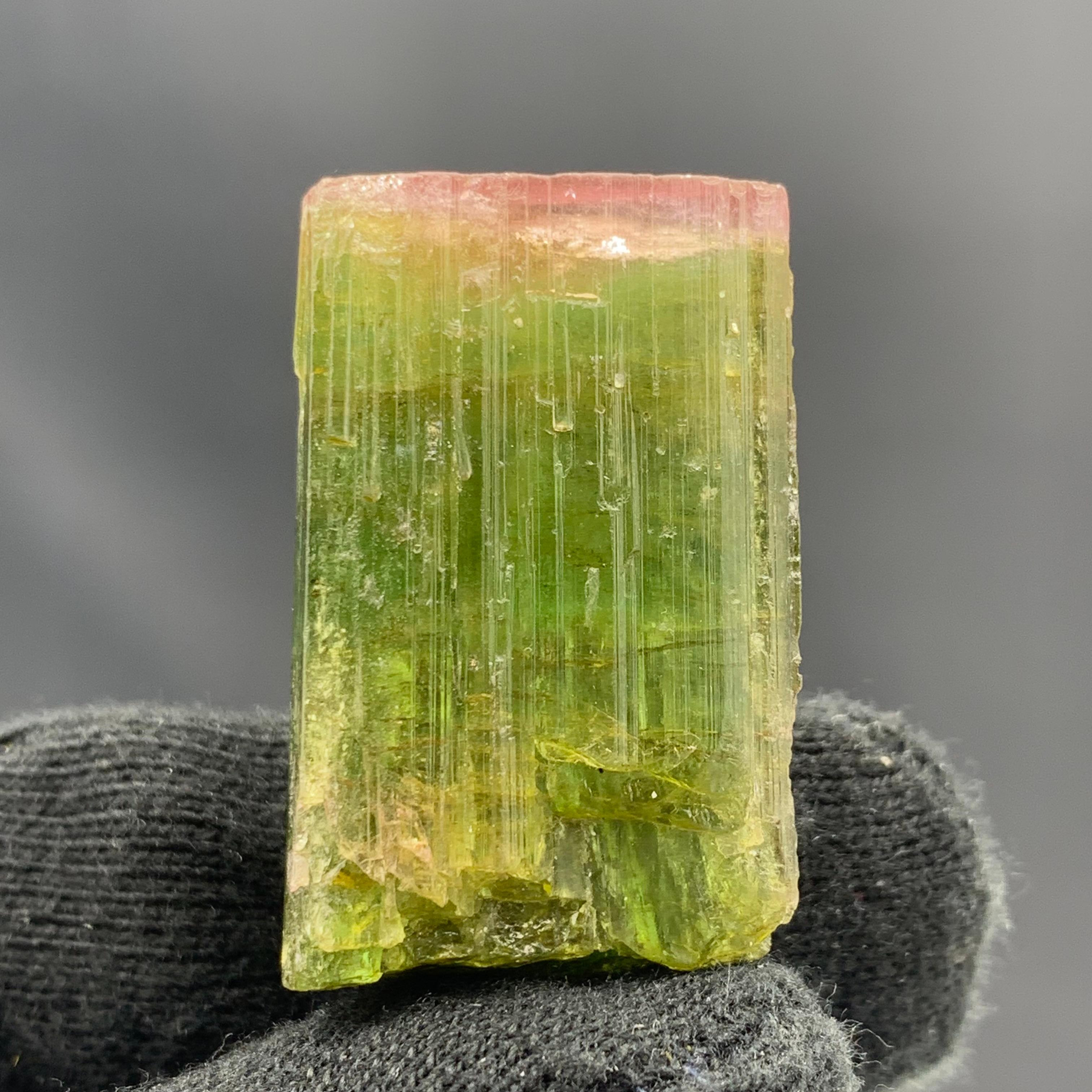 Adam Style 20.63 Gram Elegant Pink Cap Tri Color Tourmaline From Paprook, Afghanistan  For Sale