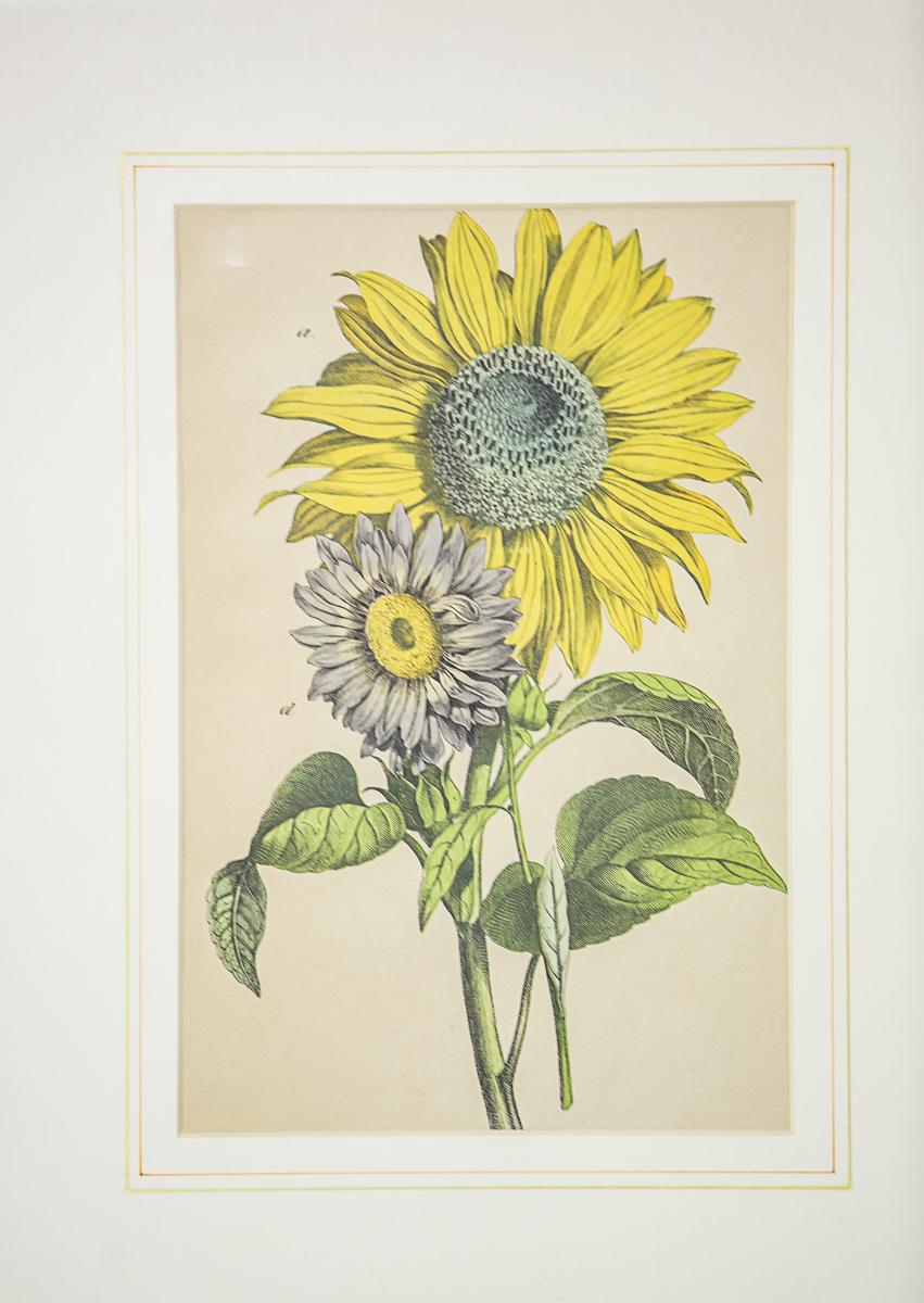Bunte Grafiken/Sonnenblumen des 20. Jahrhunderts (Graviert) im Angebot