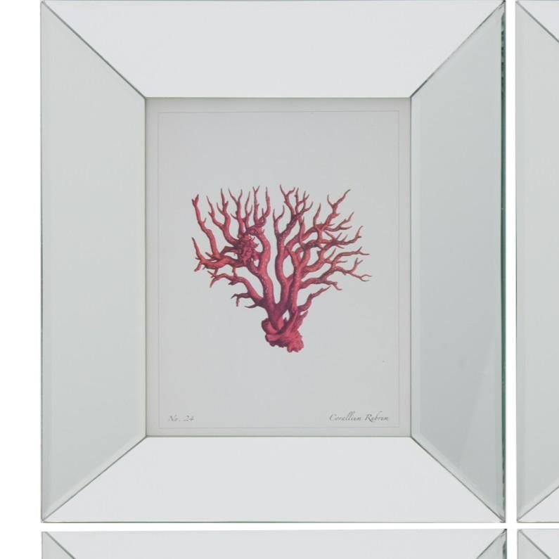 Ensemble de quatre gravures encadrées sur corail, Corallium Rubrum, d'après des gravures anciennes, par Two's Company

Un ensemble frappant de quatre estampes offset représentant le Corallium Rubrum, le corail rouge, inspirées de gravures