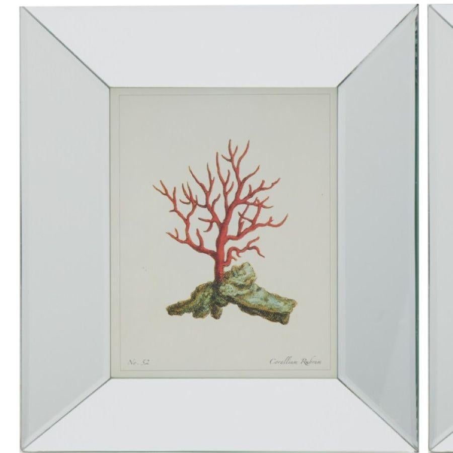 Chinois 20e s. Lot de 4 impressions de corail encadrées, coraillium Rubrum, d'après gravures anciennes en vente