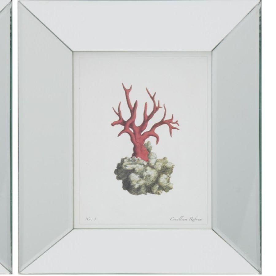 École d'Amsterdam 20e s. Lot de 4 impressions de corail encadrées, coraillium Rubrum, d'après gravures anciennes en vente