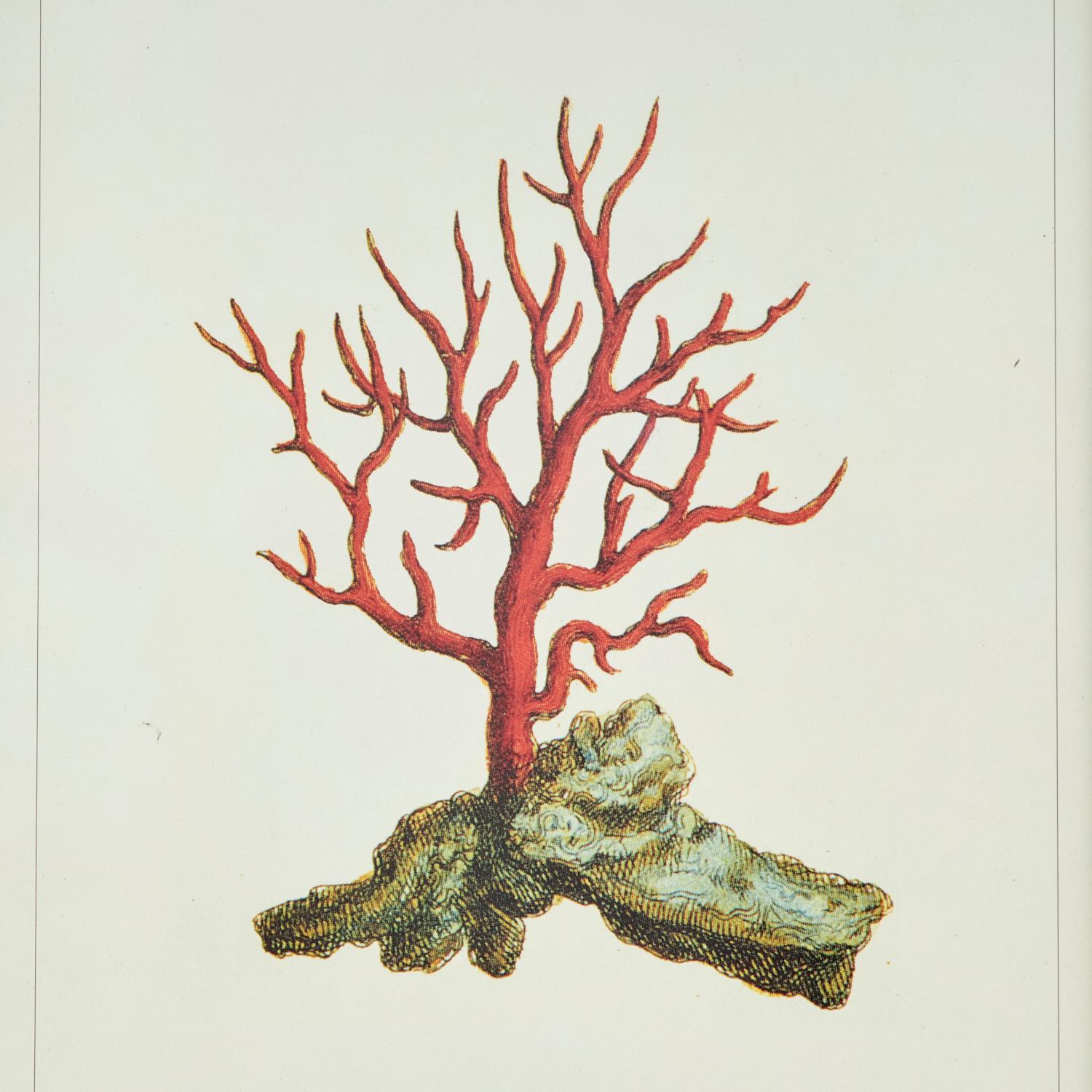 20e s. Lot de 4 impressions de corail encadrées, coraillium Rubrum, d'après gravures anciennes Bon état - En vente à Morristown, NJ
