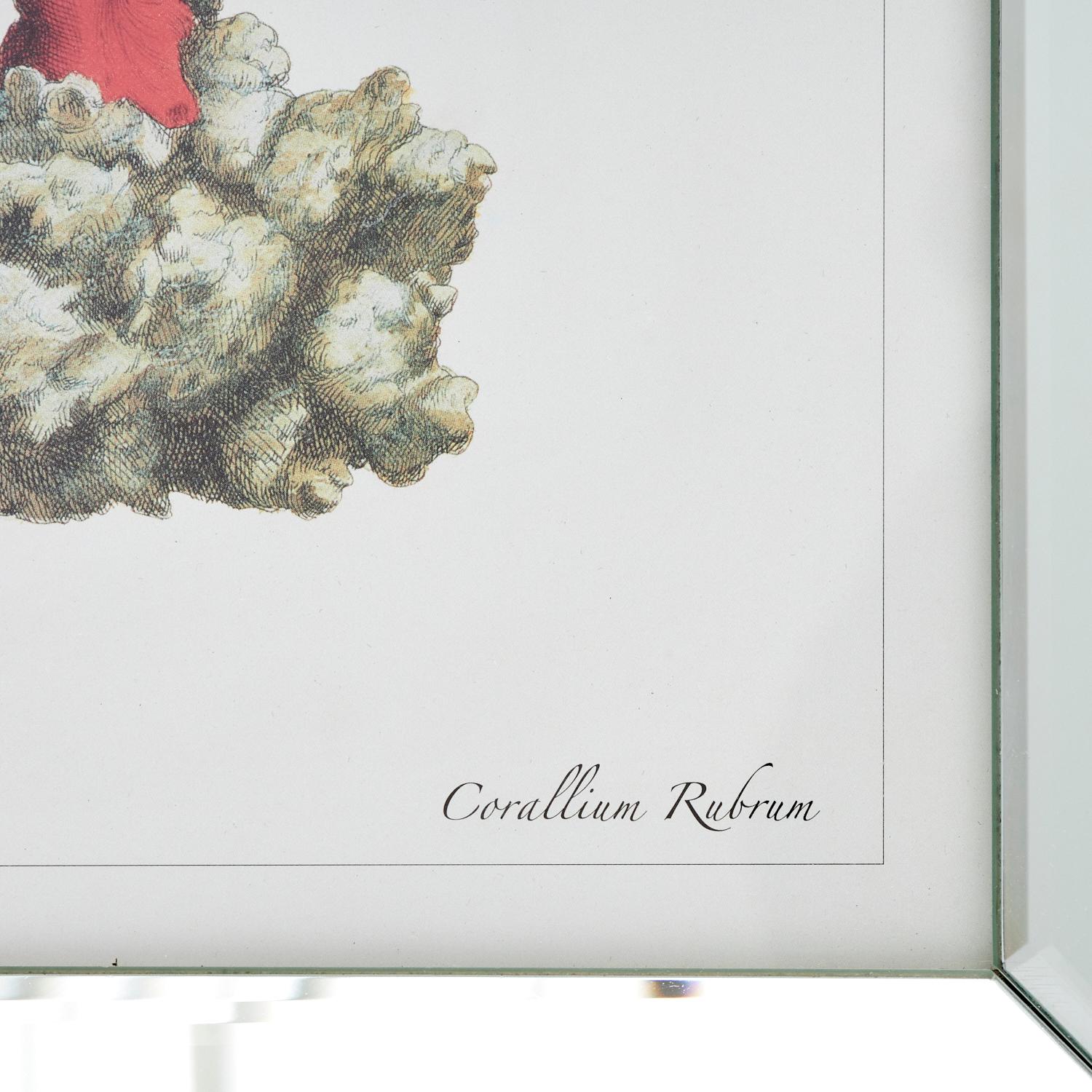 20ième siècle 20e s. Lot de 4 impressions de corail encadrées, coraillium Rubrum, d'après gravures anciennes en vente