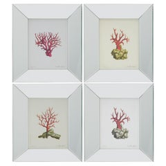 20th c. Set of 4 Framed Coral Prints, Corallium Rubrum, After Antique Engravings