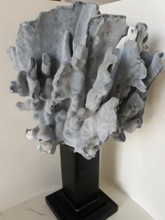 20th Century Decorative Natural Blue Coral on Wood Basement