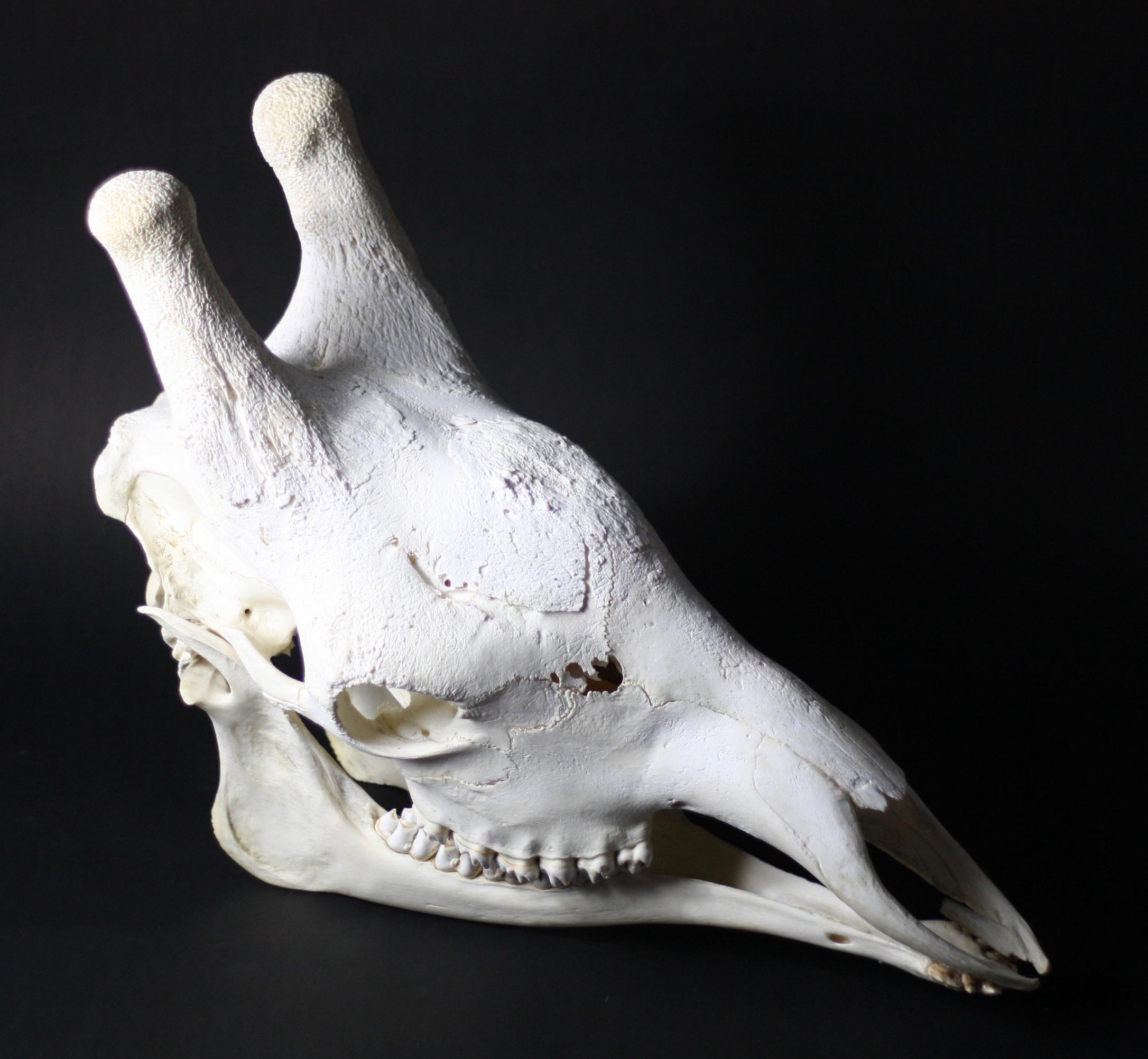A very large and very rare adult African Giraffe skull.

An extremely imposing item and it's unique macabre shape makes for an impressive centre piece.

The upper skull rests on the lower skull and can be separated if required.