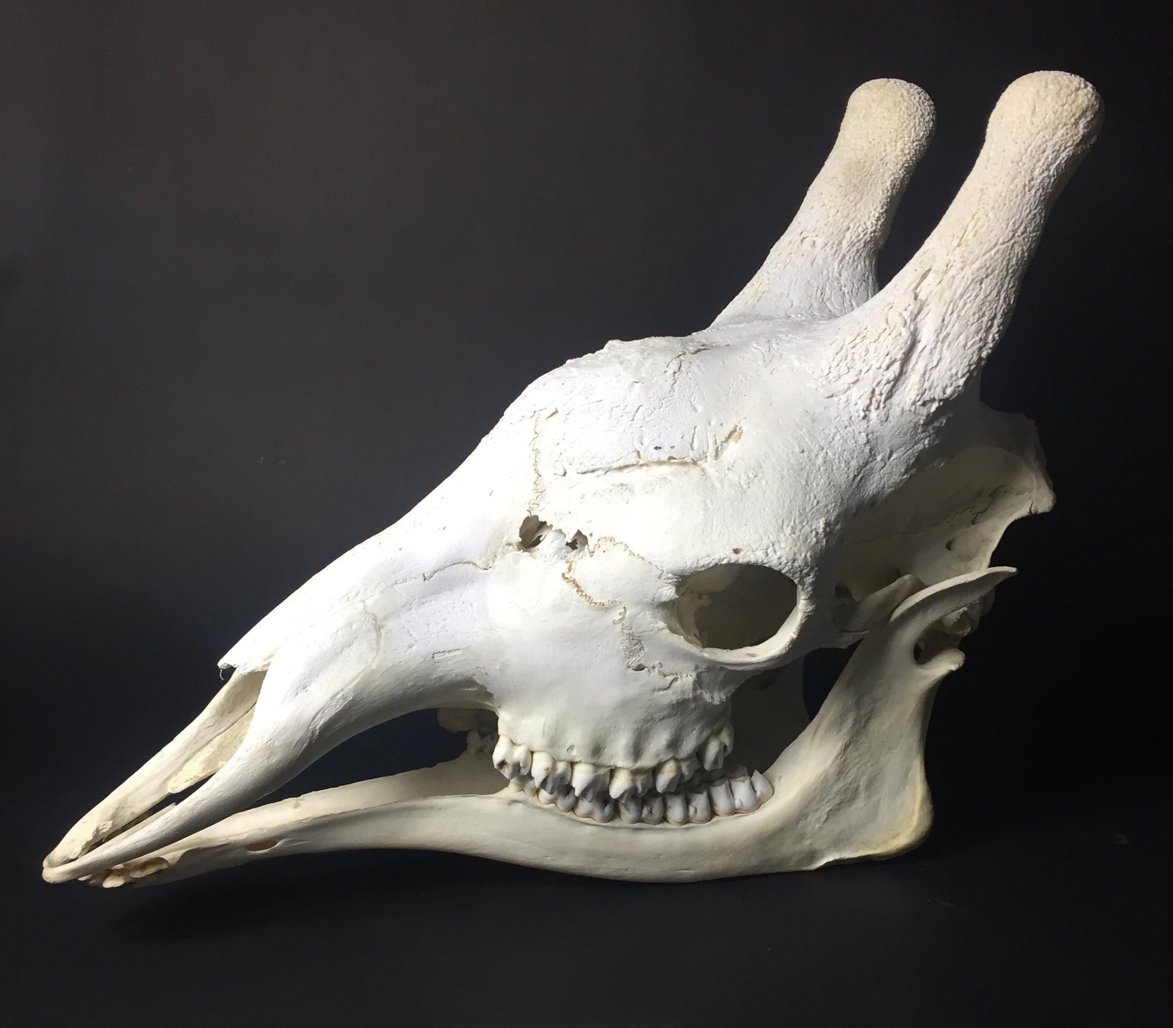 20th Century Adult African Giraffe Skull Taxidermy In Good Condition In Tetbury, GB