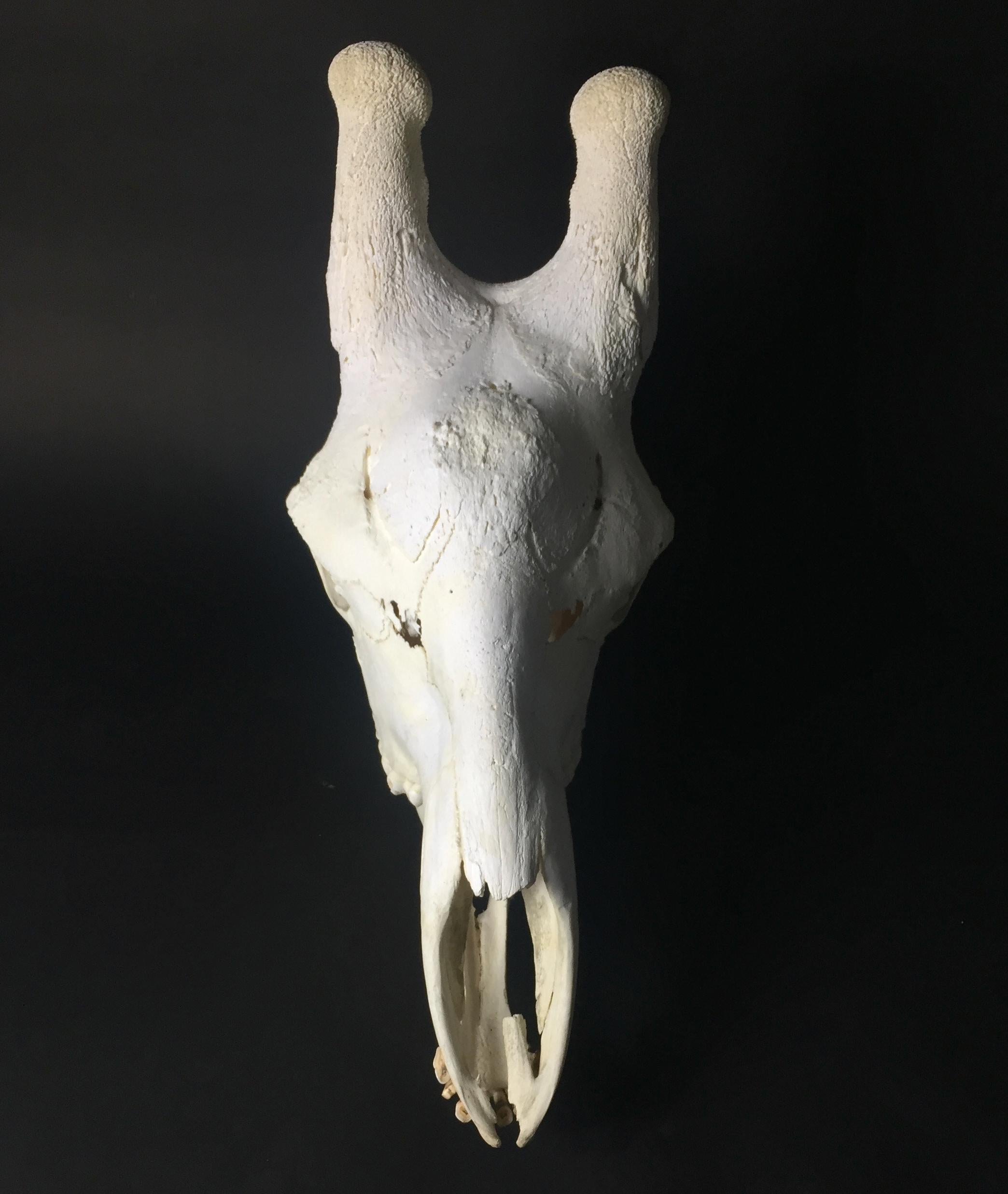20th Century Adult African Giraffe Skull Taxidermy 1