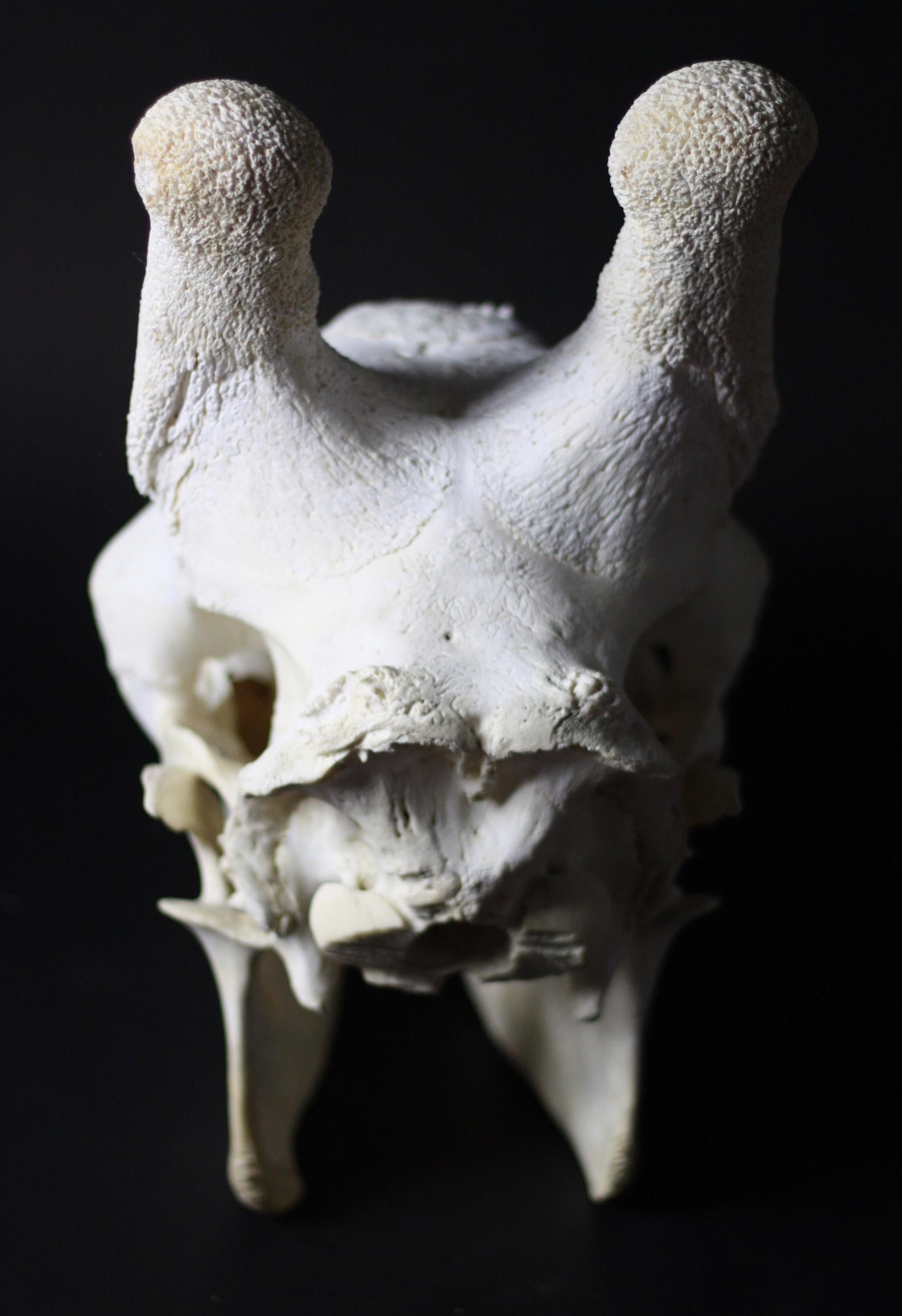 20th Century Adult African Giraffe Skull Taxidermy 3