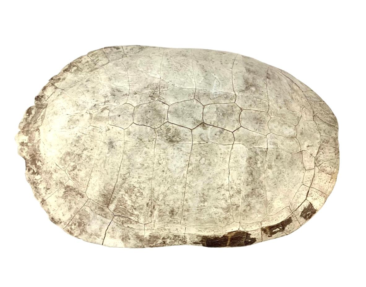 20th Century Albino Turtle Shell For Sale 2