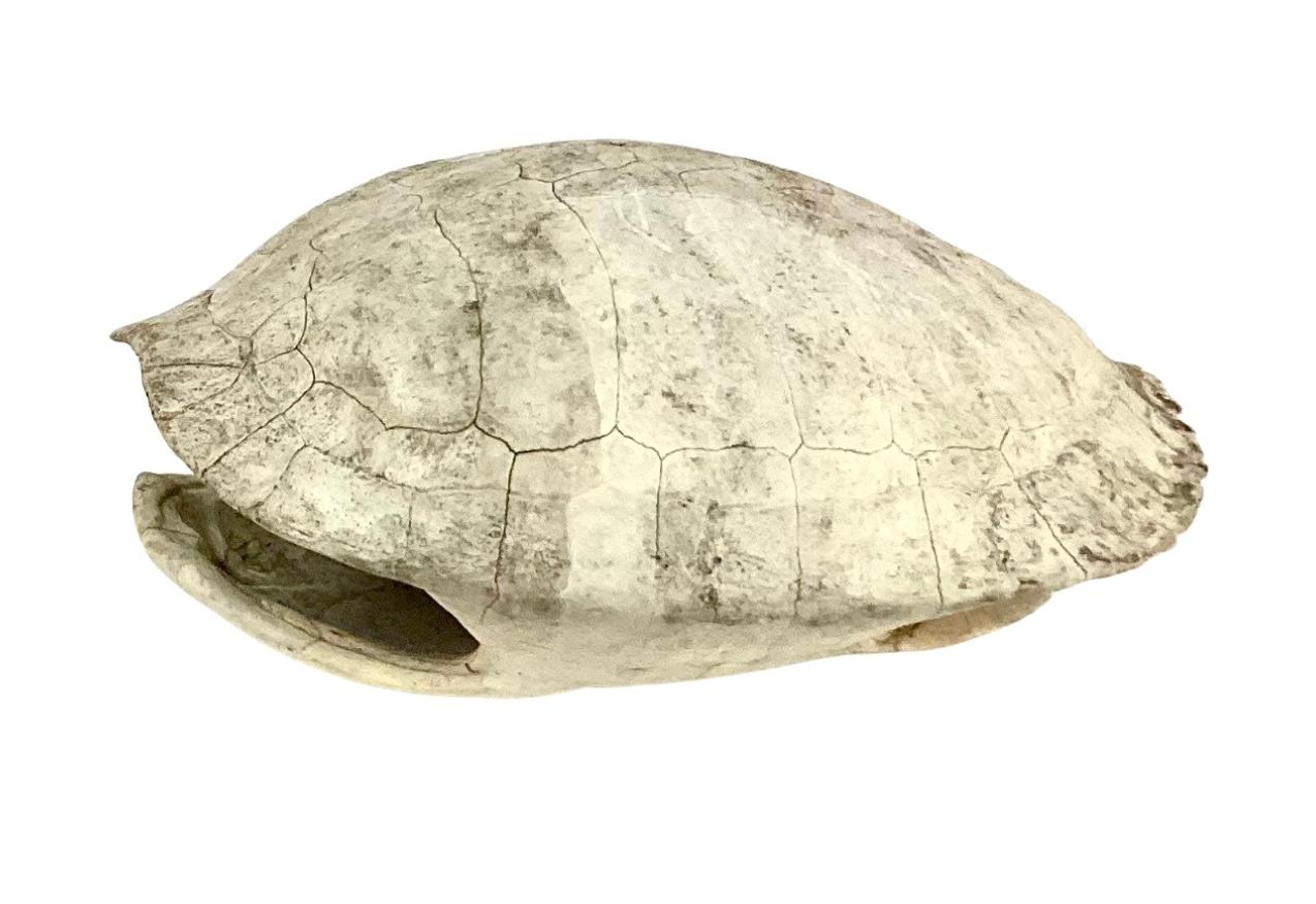 20th century Shell of an albino turtle.
