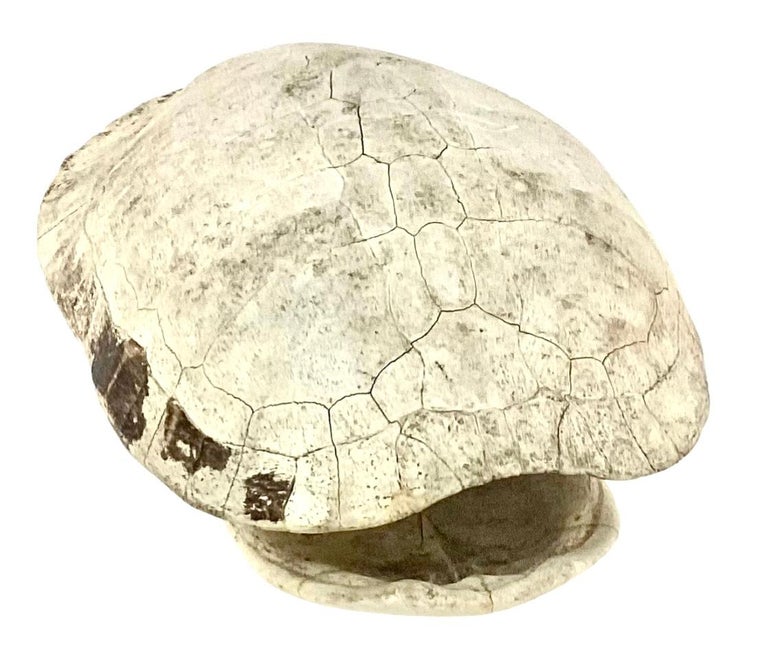 Albino Turtle Shell Color 20th Century Albino Turtle Shell For Sale at 1stDibs