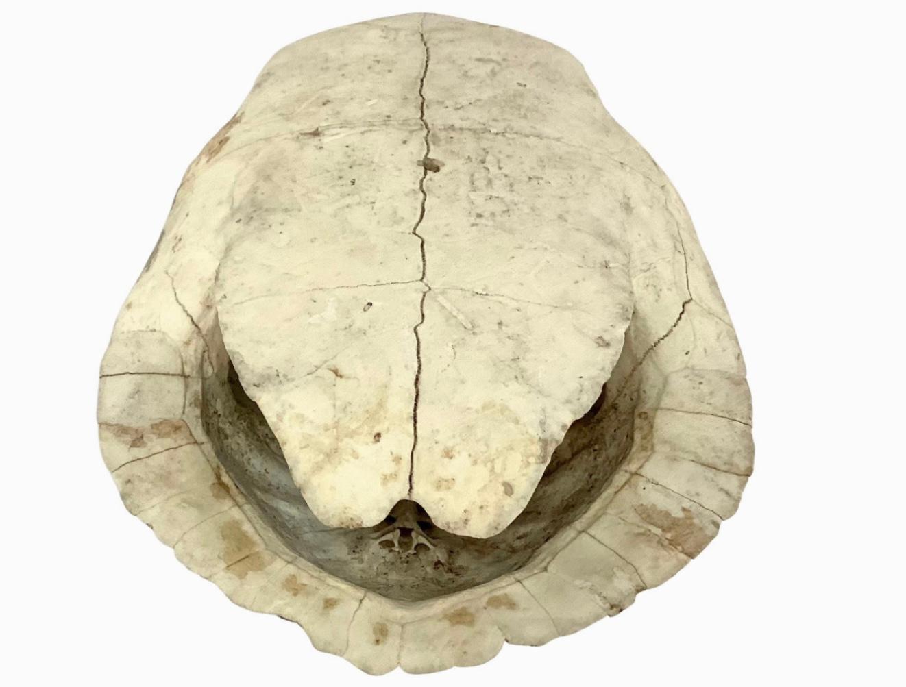 European 20th Century Albino Turtle Shell For Sale