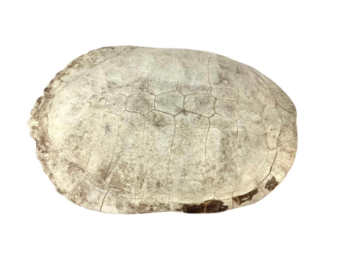 20th Century Albino Turtle Shell For Sale 1