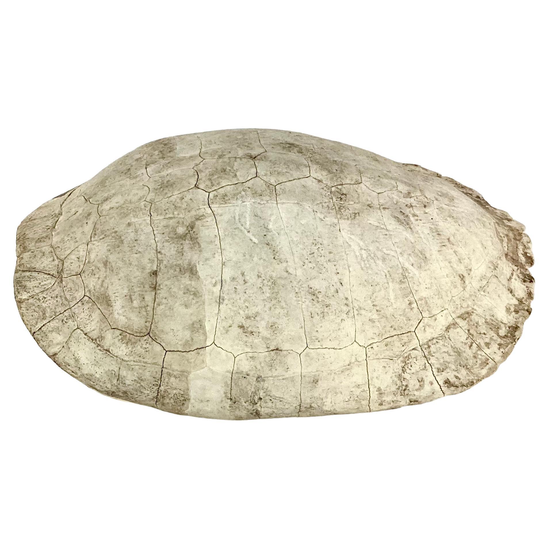 20th Century Albino Turtle Shell For Sale