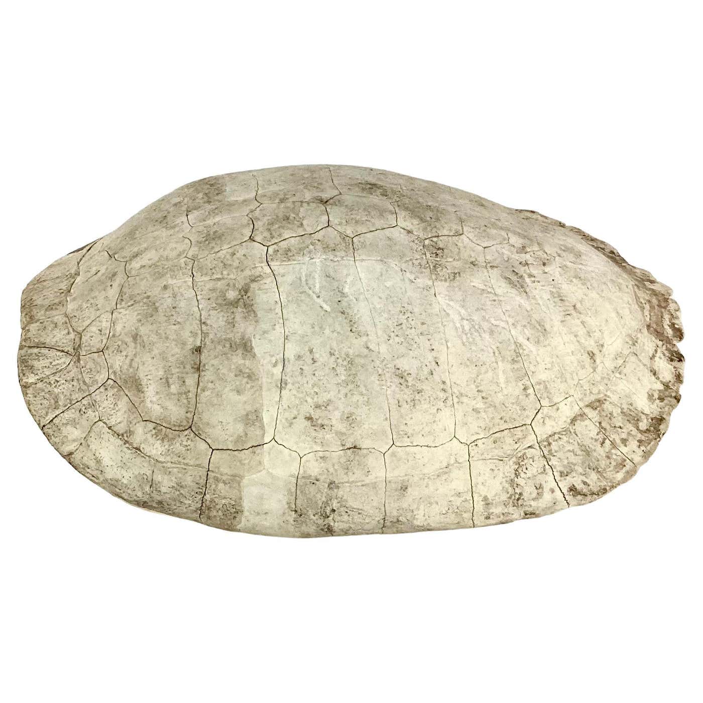 20th Century Albino Turtle Shell For Sale at 1stDibs