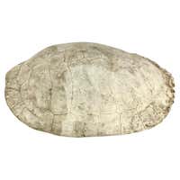 Mounted Snapping Turtle Shell at 1stDibs | how to mount a turtle shell ...