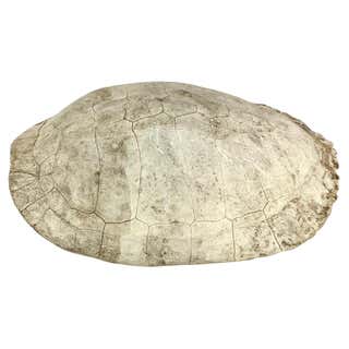 Mounted Snapping Turtle Shell at 1stDibs | how to mount a turtle shell ...