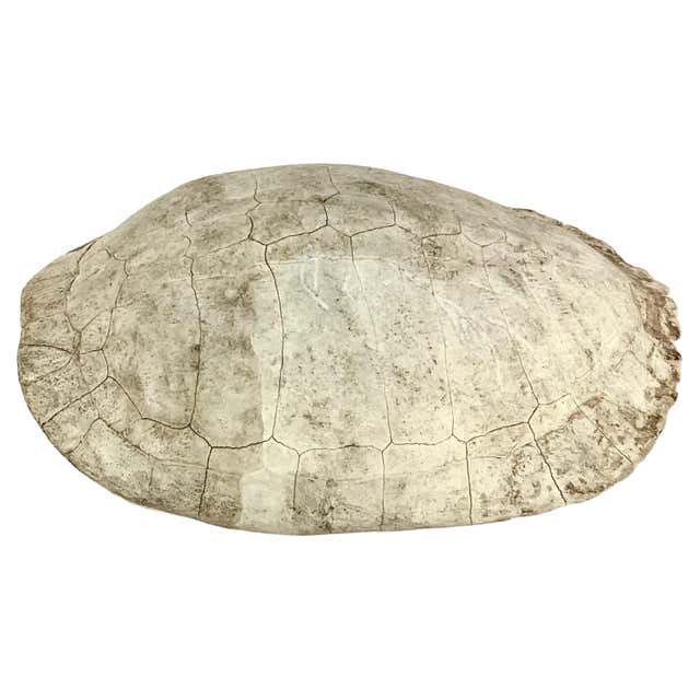 Turtle Shell Mounts Mounted Snapping Turtle Shell at 1stDibs | how to mount a turtle shell ...