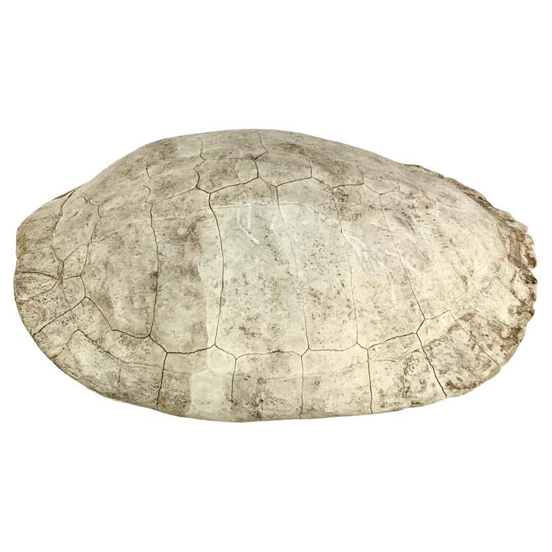 Capiz Turtle Shell Form For Sale at 1stDibs | large turtle shell for ...