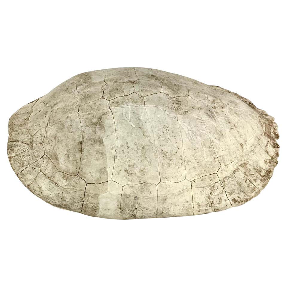 Genuine American Fresh Water Turtle Shell For Sale at 1stDibs | turtle ...