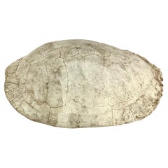 Caparazón de tortuga albina del siglo XX