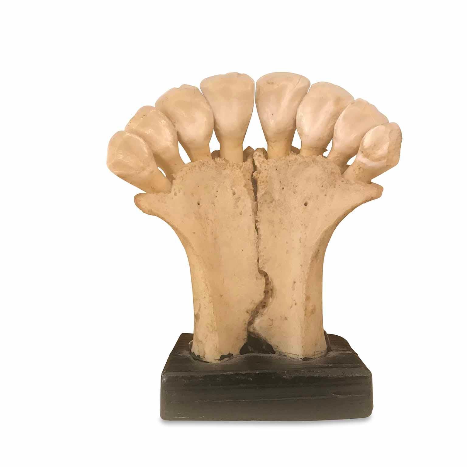 Anatomic Model of Animal Teeth, dating back to the early 20th century, mounted on a rectangular ebonized wooden base on which is anchored the bone fragment of a donkey (?) With its teeth. 
On the front an illegible inventory label. 
From an Italian