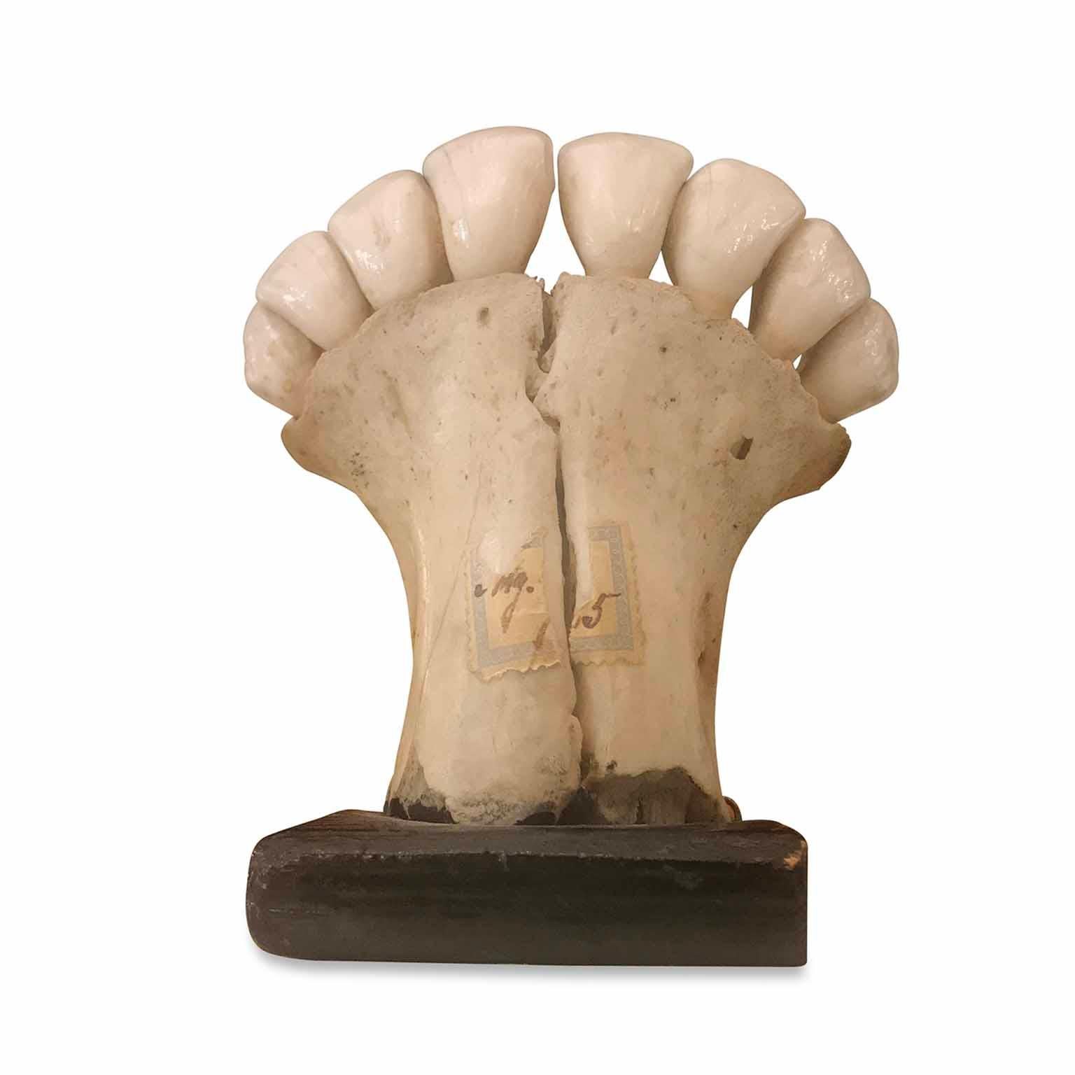 Ebonized 20th Century Anatomic Donkey Teeth Model Italian Wunderkammer Curiosity