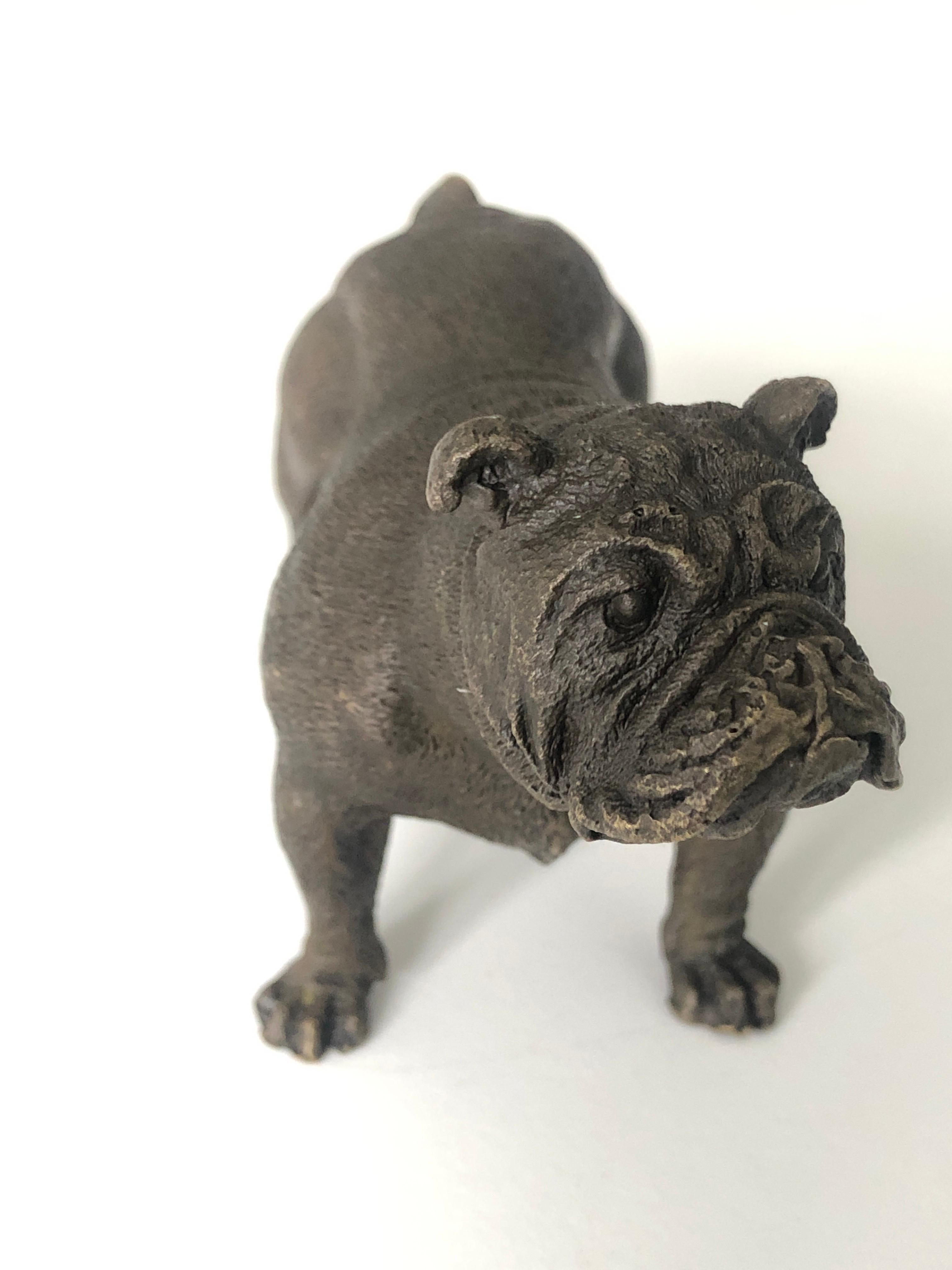 20th Century Austrian Bronze standing English Bulldog, Franz Bergman (Mangreb) For Sale 7