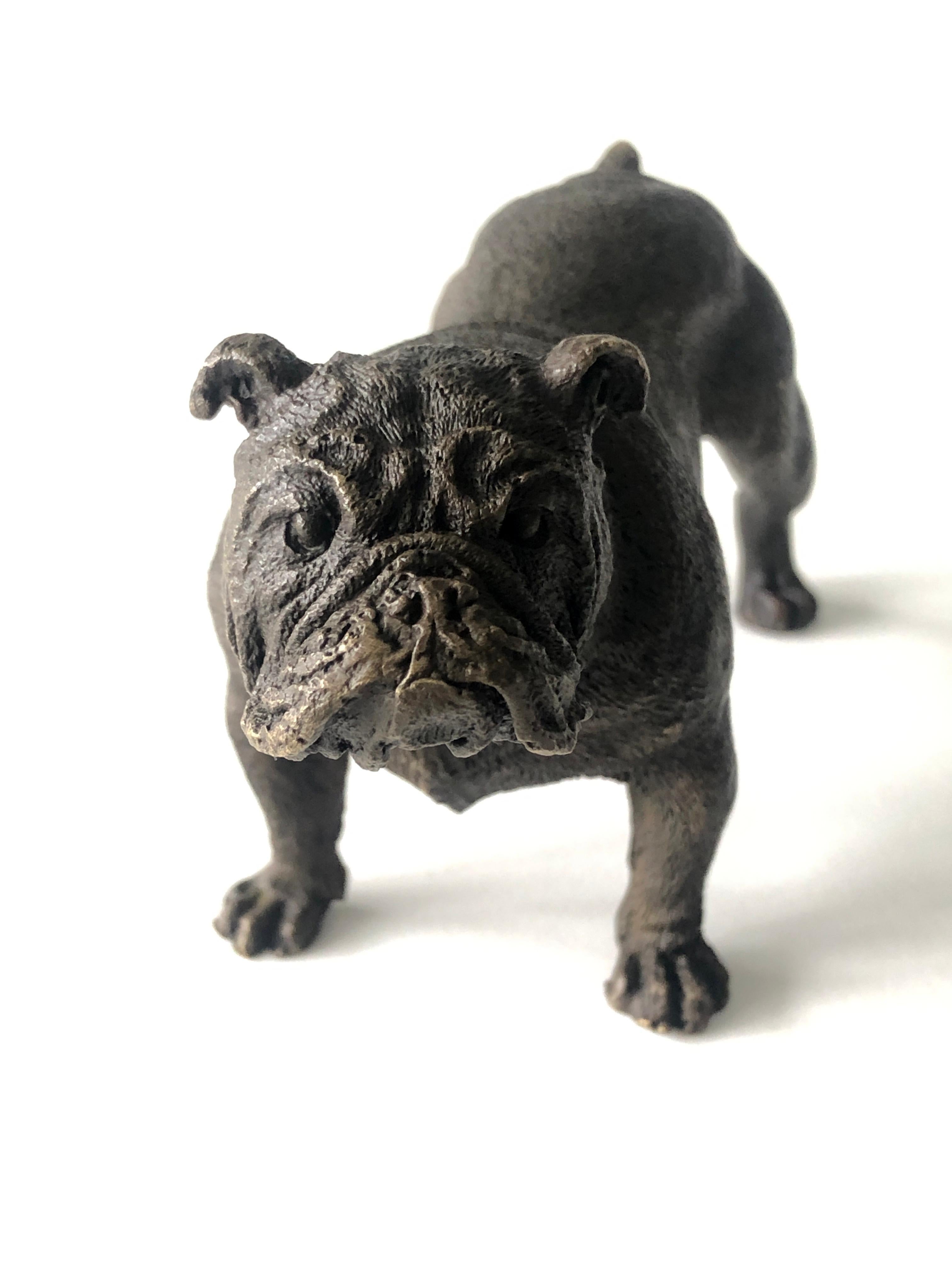 20th Century Austrian Bronze standing English Bulldog, Franz Bergman (Mangreb) For Sale 4