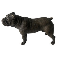Antique 20th Century Austrian Bronze standing English Bulldog, Franz Bergman (Mangreb)