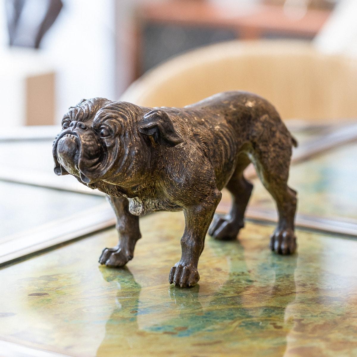Antique 20th Century Astrian bronze cold painted model of a bulldog, modelled standing on all fours, with head looking straight ahead, attributed to Franz Xavier Bergman (1861-1936), arguably, the most famous of the Viennese cold-painted bronze