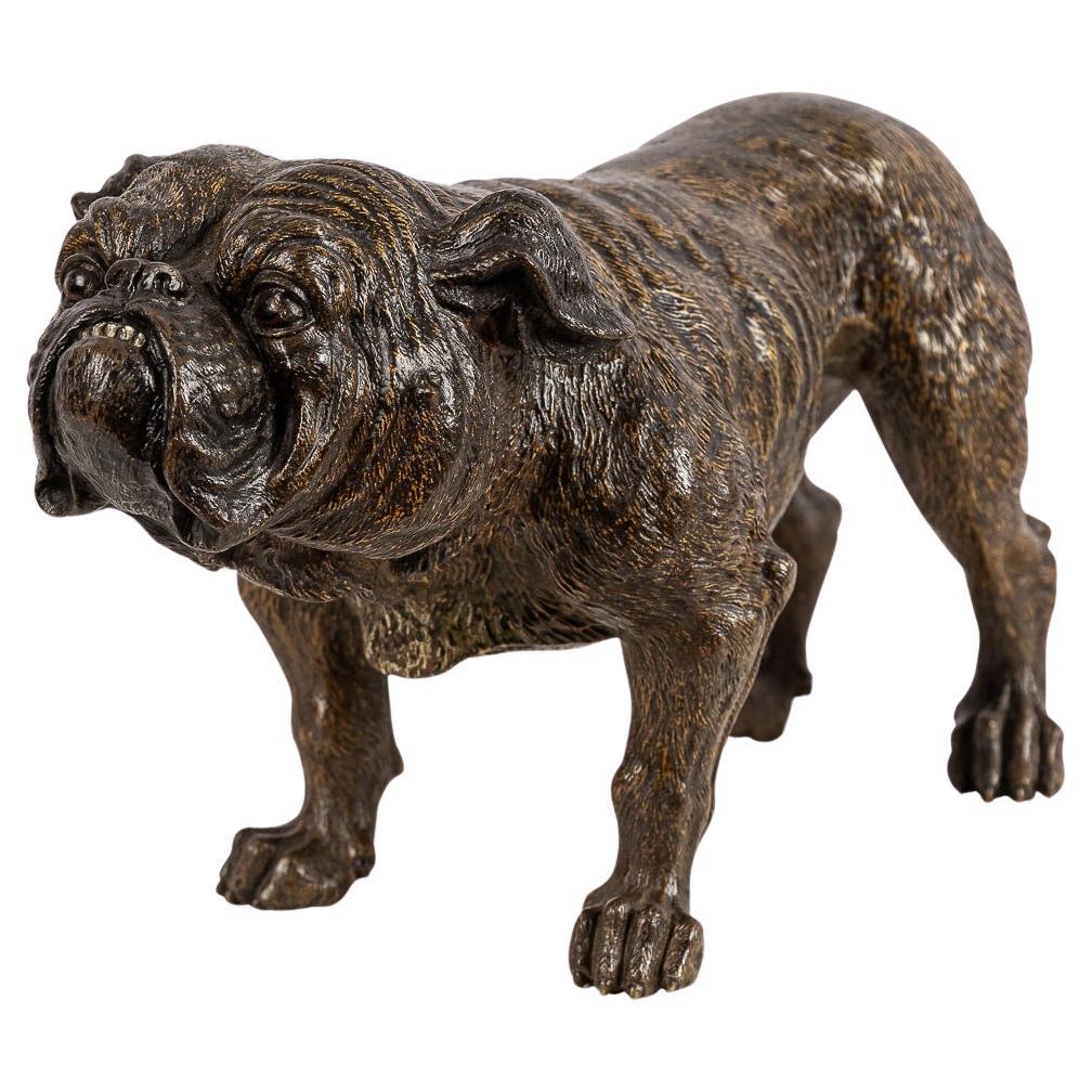 20th Century Austrian Cold Painted Bronze Bulldog, Franz Bergman, c.1910 For Sale