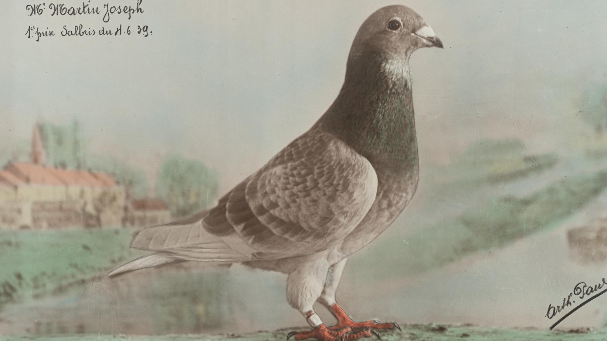 Behold the serene beauty of this 20th Century Belgian artwork, a splendid depiction of nature's simple grace. The central figure, a pigeon, is rendered with lifelike detail and soft, muted colors that capture the viewer's gaze. Set against a