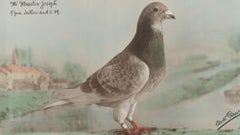 20th Century Belgian Ornithological Art: Pigeon in Wood Frame