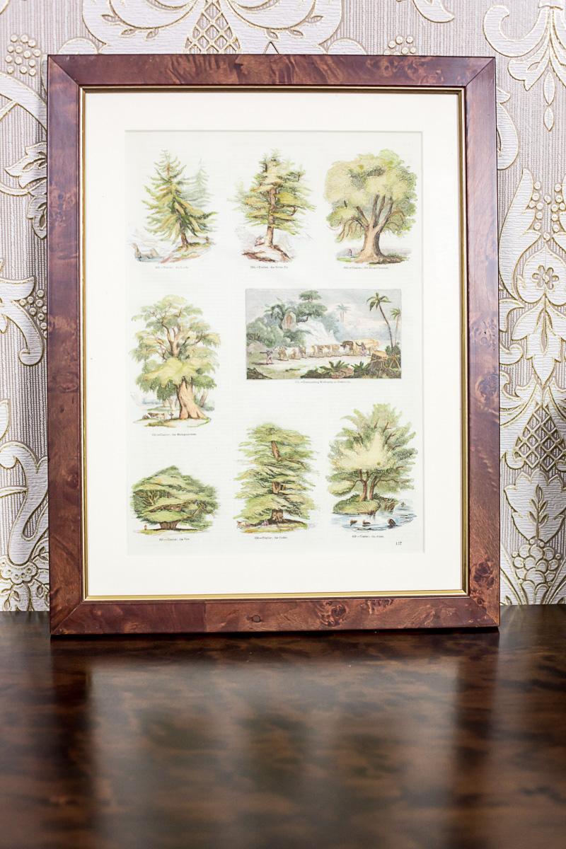 We present you one of the illustrations from the series printed from a book on various subjects.
The graphic is closed in passe-portout and a wooden frame with glass.

The price is for one piece.