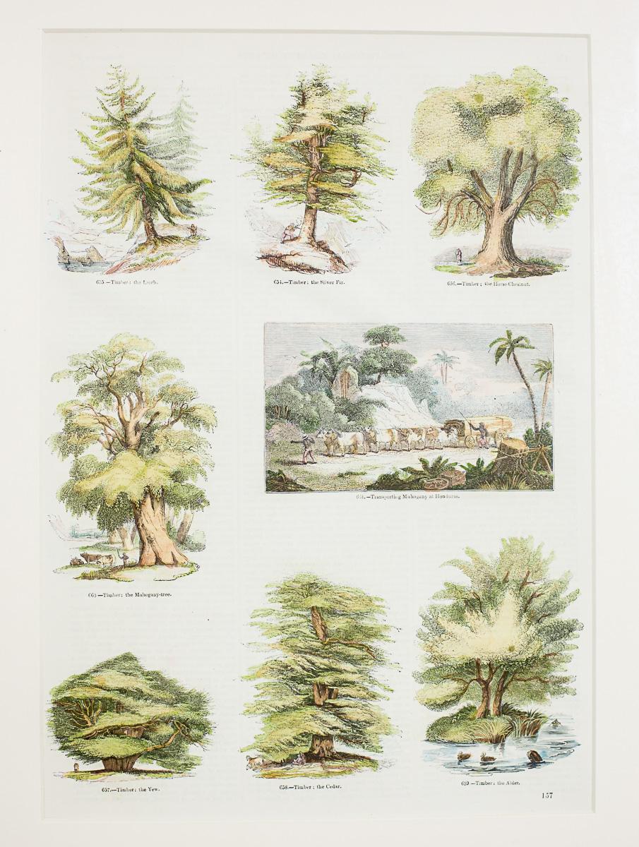 Vintage Print Illustration of Various Types of Trees, framed In Good Condition For Sale In Opole, PL