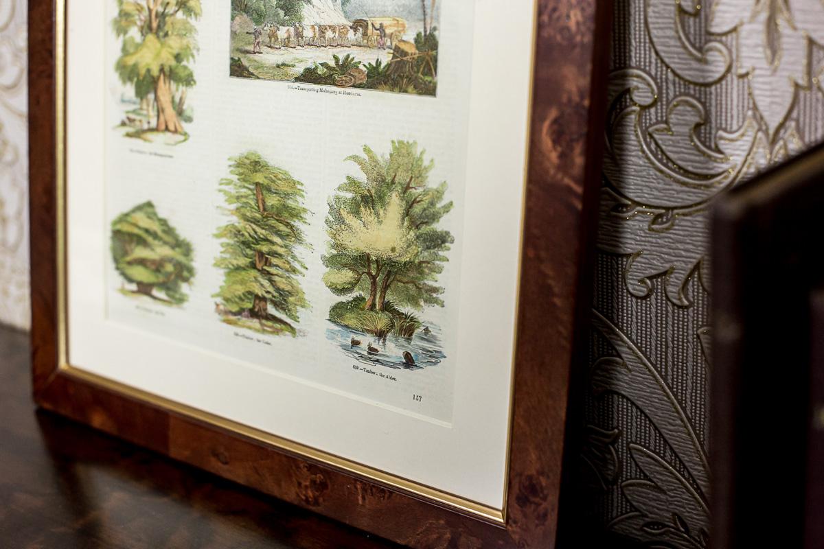 Vintage Print Illustration of Various Types of Trees, framed For Sale 1