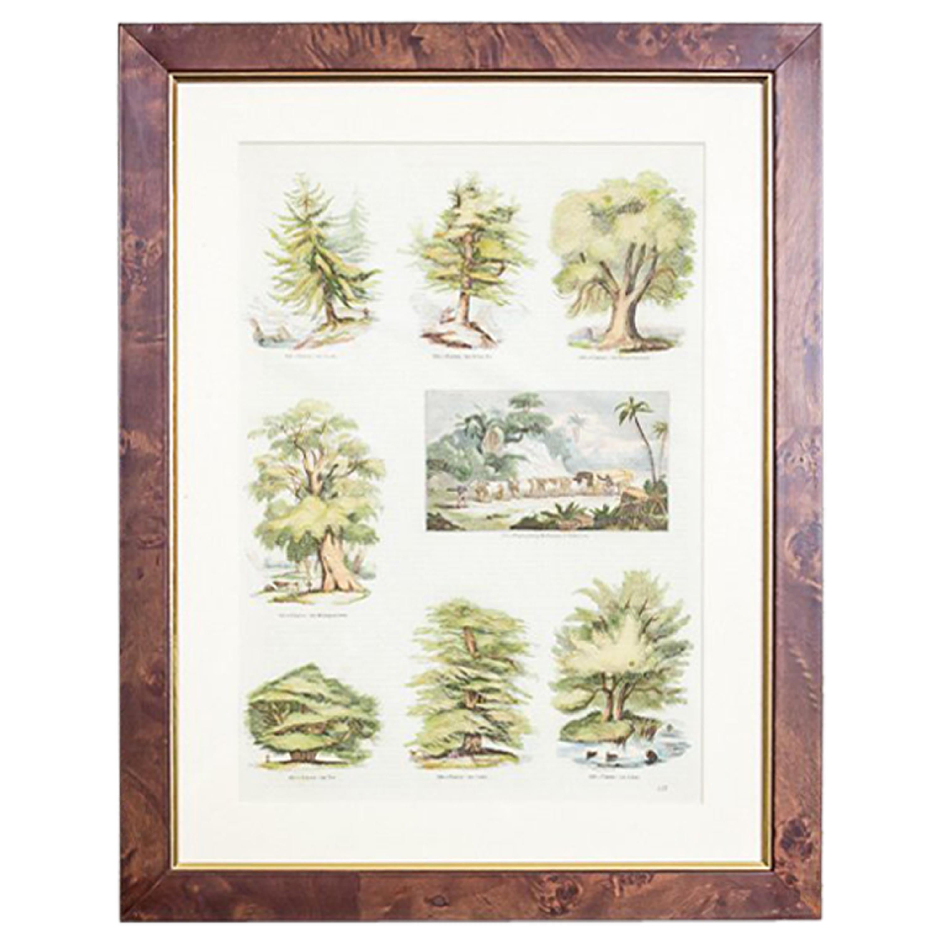 Vintage Print Illustration of Various Types of Trees, framed